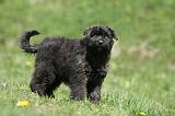 BOUVIER DES FLANDRES 341